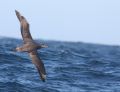 Black-footed Albatross